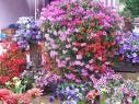 FLEURS-1.jpg
