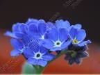 fleur-1.jpg