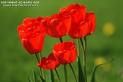 fleur-4.jpg