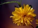 fleur-5.jpg