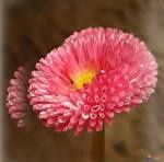 fleur-7.jpg