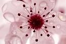 fleur-8.jpg