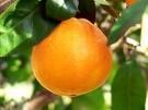orange-1.jpg