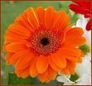 orange-3.jpg