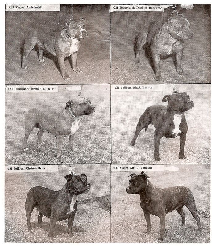 Staffordshire Bull Terriers 