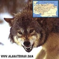 lobo_honduras.preview_p.jpg