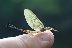 ephemera danica