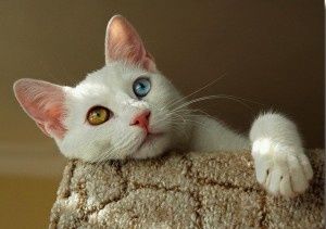 chat-de-van-.jpg