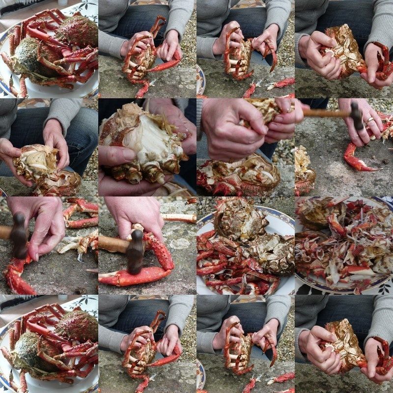 collage10