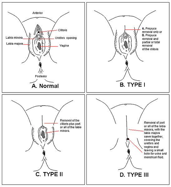 Schema-clitoris.jpg