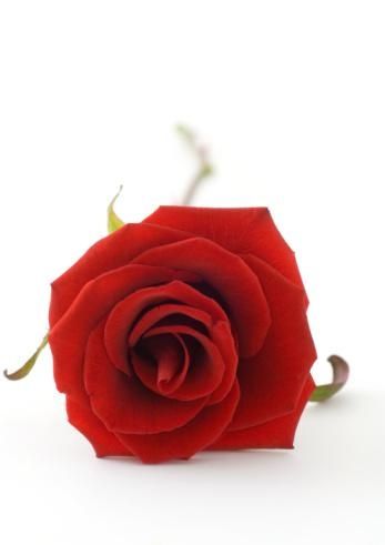rose rouge