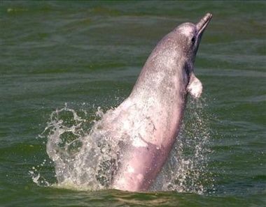 2125194755-a-chinese-white-dolphin-jumps-out-of-the-water-o.jpg