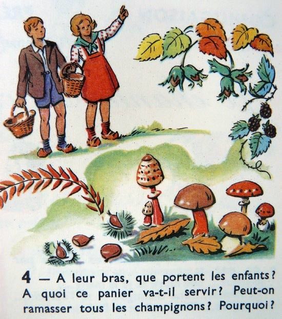 champignon