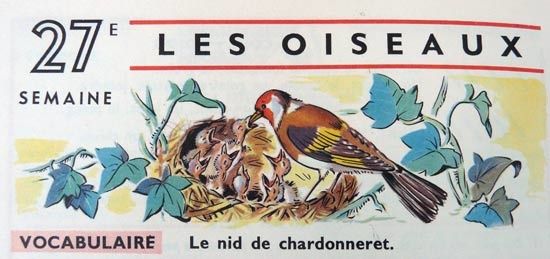 chardonneret