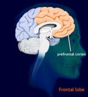 poid cerveau adulte