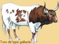 Toro gallardo
