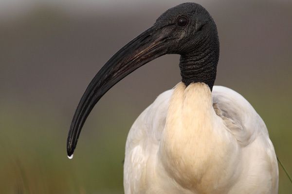 ibis sacre (2)