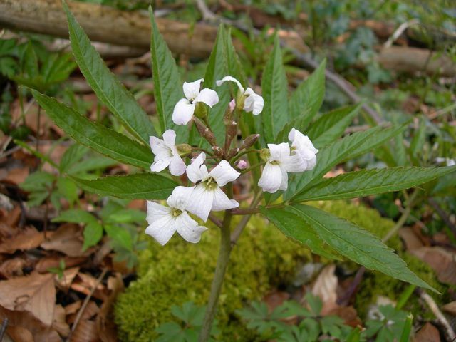 Fleurs blanches (Forêts, sous-bois & lisières) - Le blog d'eustache