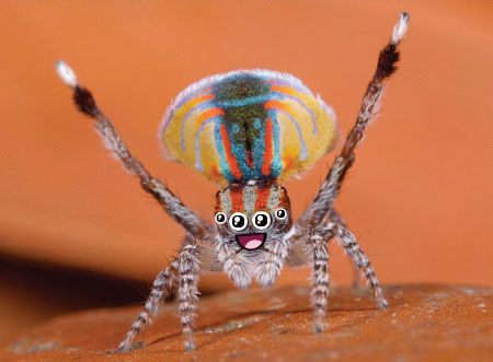 kikoo-SPIDER.jpg