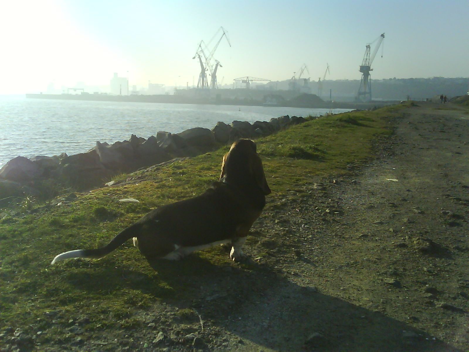 Bouli contemplant le port de Commerce de Brest