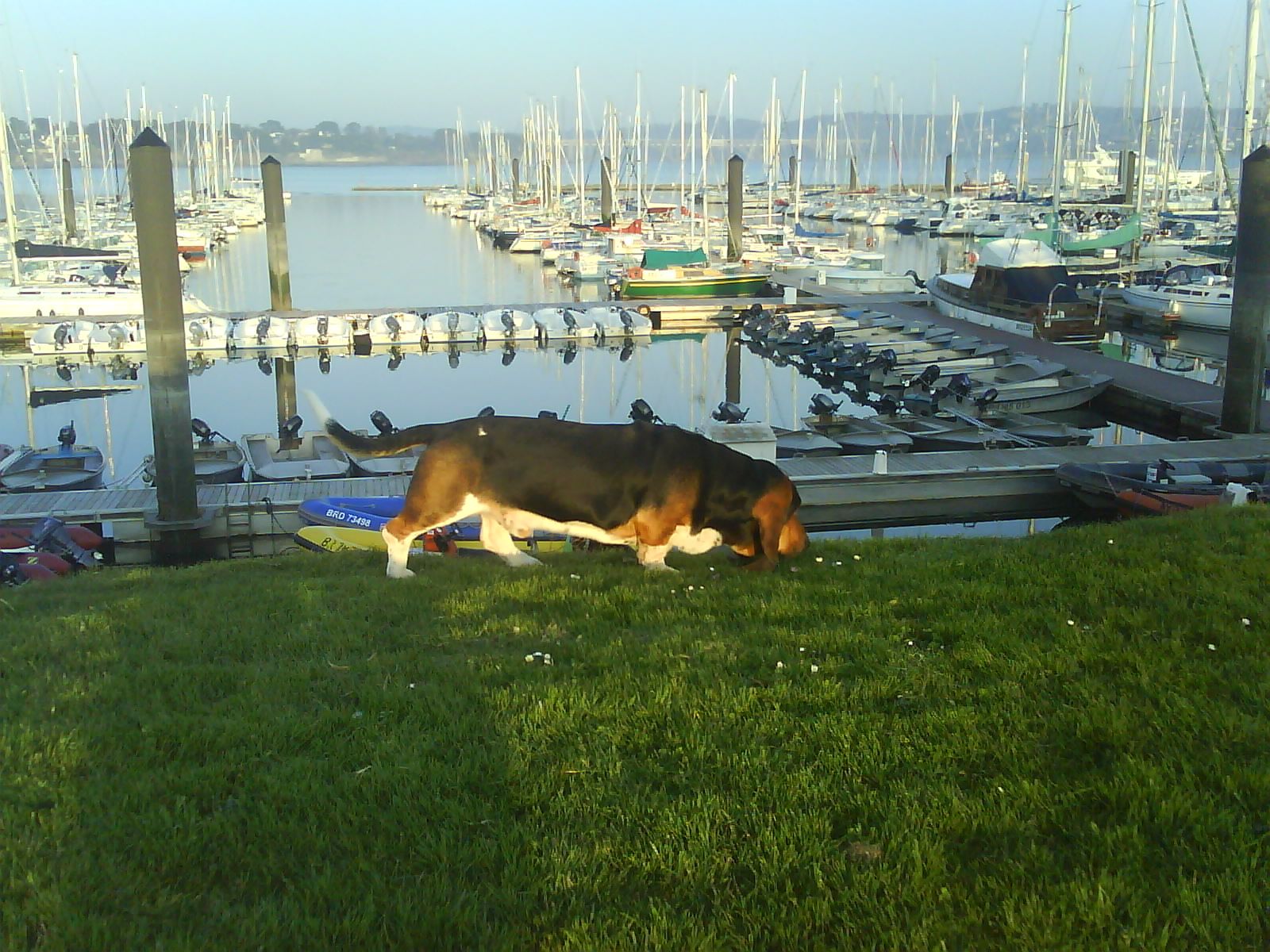 Bouli devant le port de plaisance de Brest Bouli devant le port de plaisance de Brest