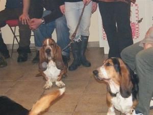 Bouli et Charli 2 bassets Hound Bouli et Charli 2 bassets Hound