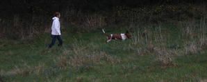un basset hound en plein TAN TAN