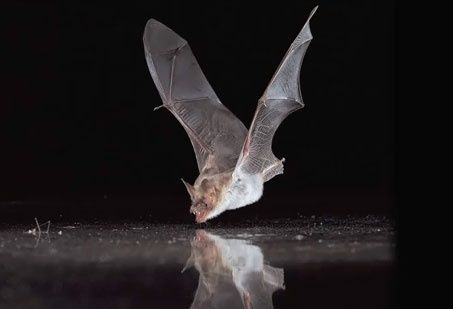 CHAUVE SOURIS