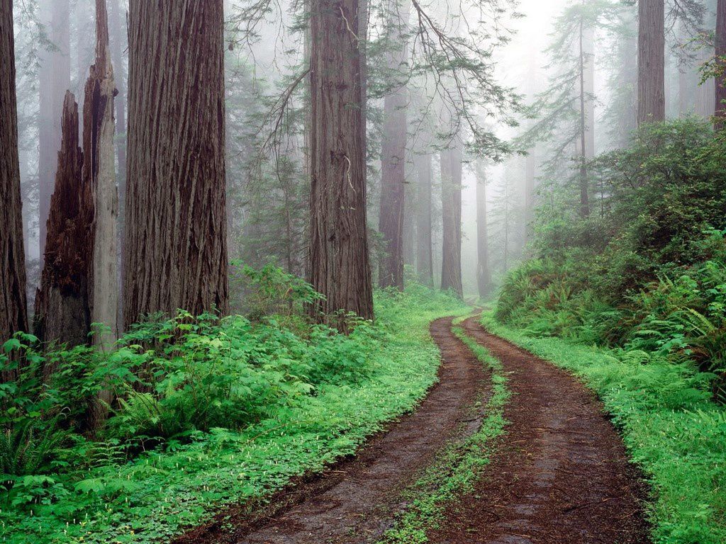 Forest Road, Redwood National Park, California