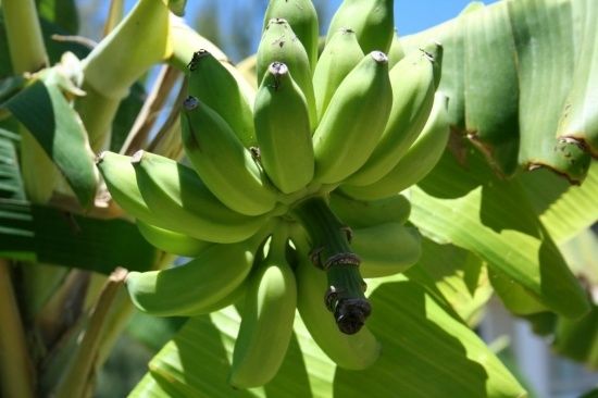 bananes-ile-de-la-reunion-france-1375117391-1108060.jpg