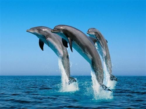 trois dauphins en saut synchro.jpg