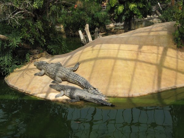 Pierrelatte--la-ferme-aux-crocodiles 0284