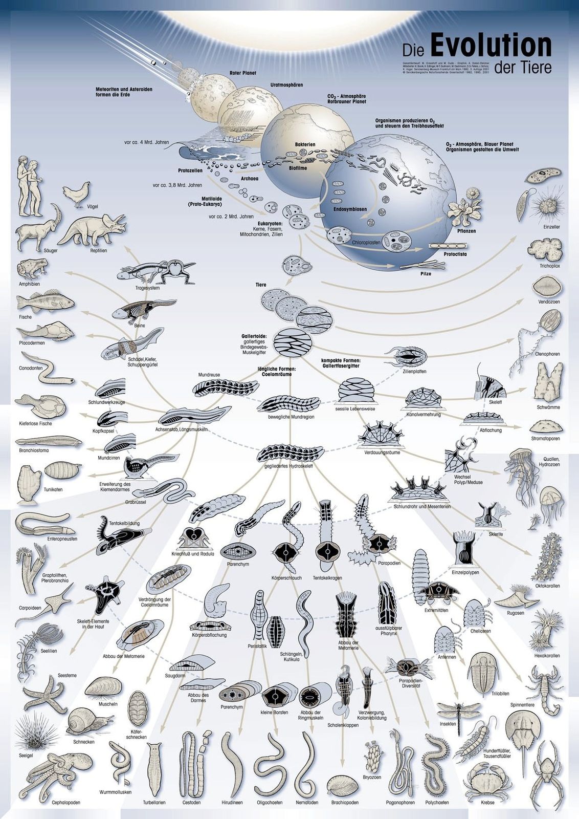 evolution