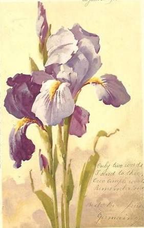 iris klzein violets