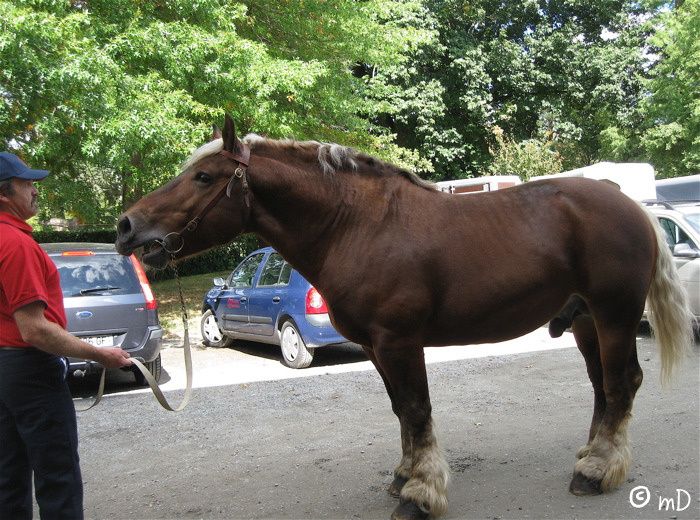 Comtois Casimodo PK