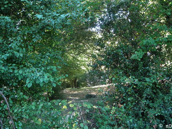 Le sous-bois 1-border