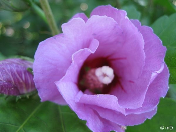 Althéa mauve PK