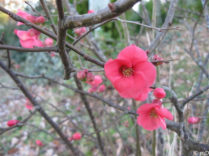 Fleur de cognassier 2-border
