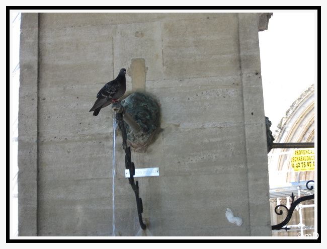 Pigeon veilleur-border