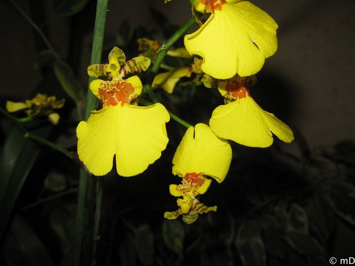 Pluie d'or 2-border