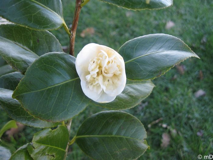 Premier camelia-border