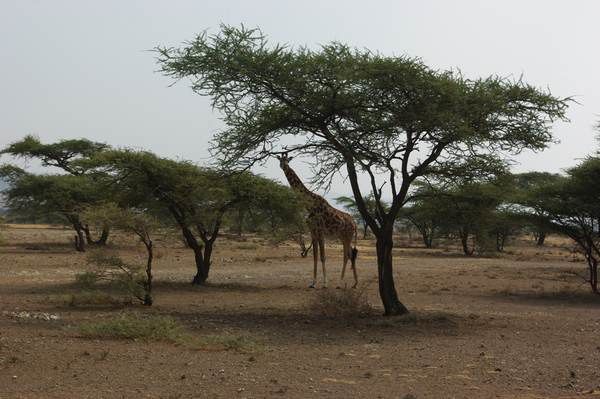 T Sereng girafe