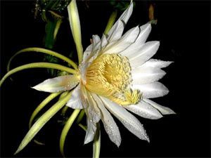 PItaya flower
