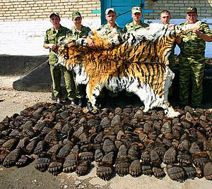 Saisie-de-pattes-d-ours-et-de-peaux-de-tigres--Russie--2007.jpg