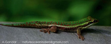 Gecko vert des Hauts, une espèce endémique menacée