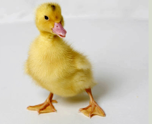 Canard-redim.gif