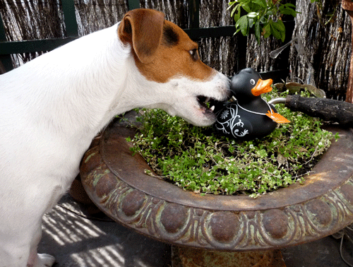 canard2.gif
