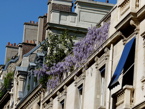 balcon-glycine-paris8.gif