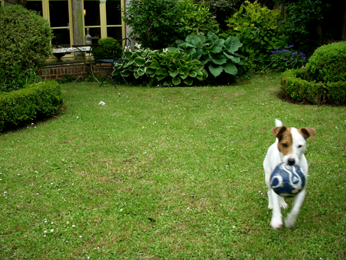 blog-le-chien-2.gif