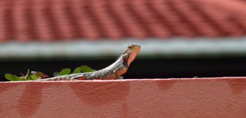 Lezard.gif